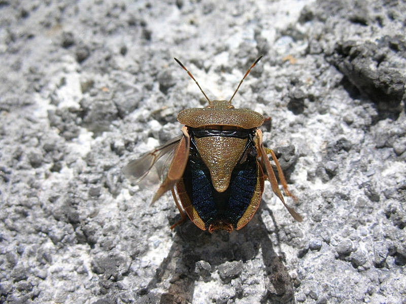 Palomena prasina o viridissima?